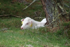 Kalb im Lärchenwald, 1800 m Seehöhe! Qualitätsrindfleisch aus Albeck, Kärnten!